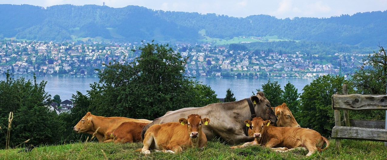 Cow and lake